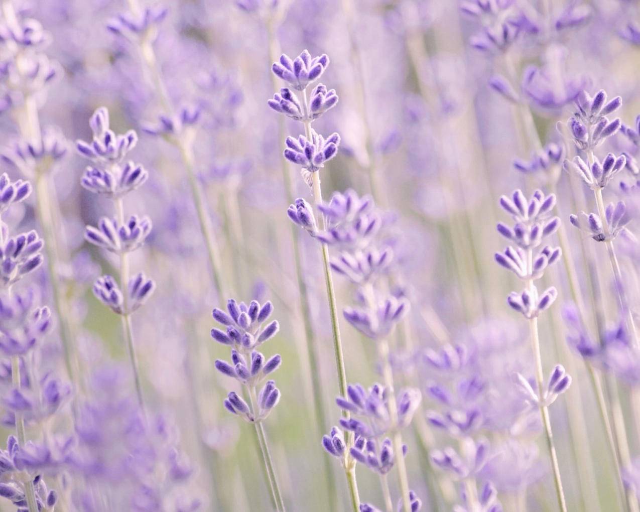 小清新唯美薰衣草风景植物等待爱情紫色高清壁纸