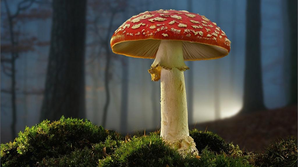 凄美的蘑菇