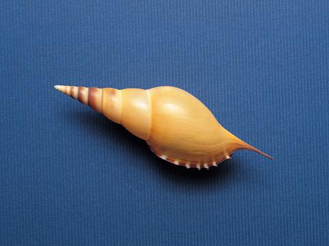 宽屏千年生物图集【第十篇】贝壳海螺专区,高清壁纸,图片,时光记忆