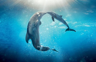 萌宠动物海底世界海豚4k壁纸