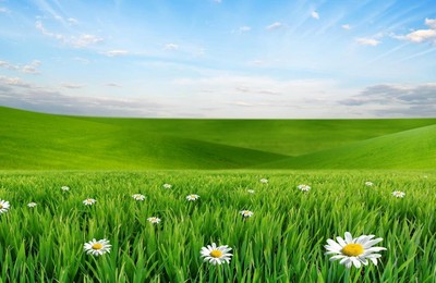 风景春意盎然草原草地护眼绿色高清壁纸