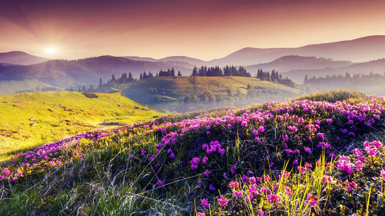 丘陵花卉粉色的鲜花树木太阳自然风景4k壁纸