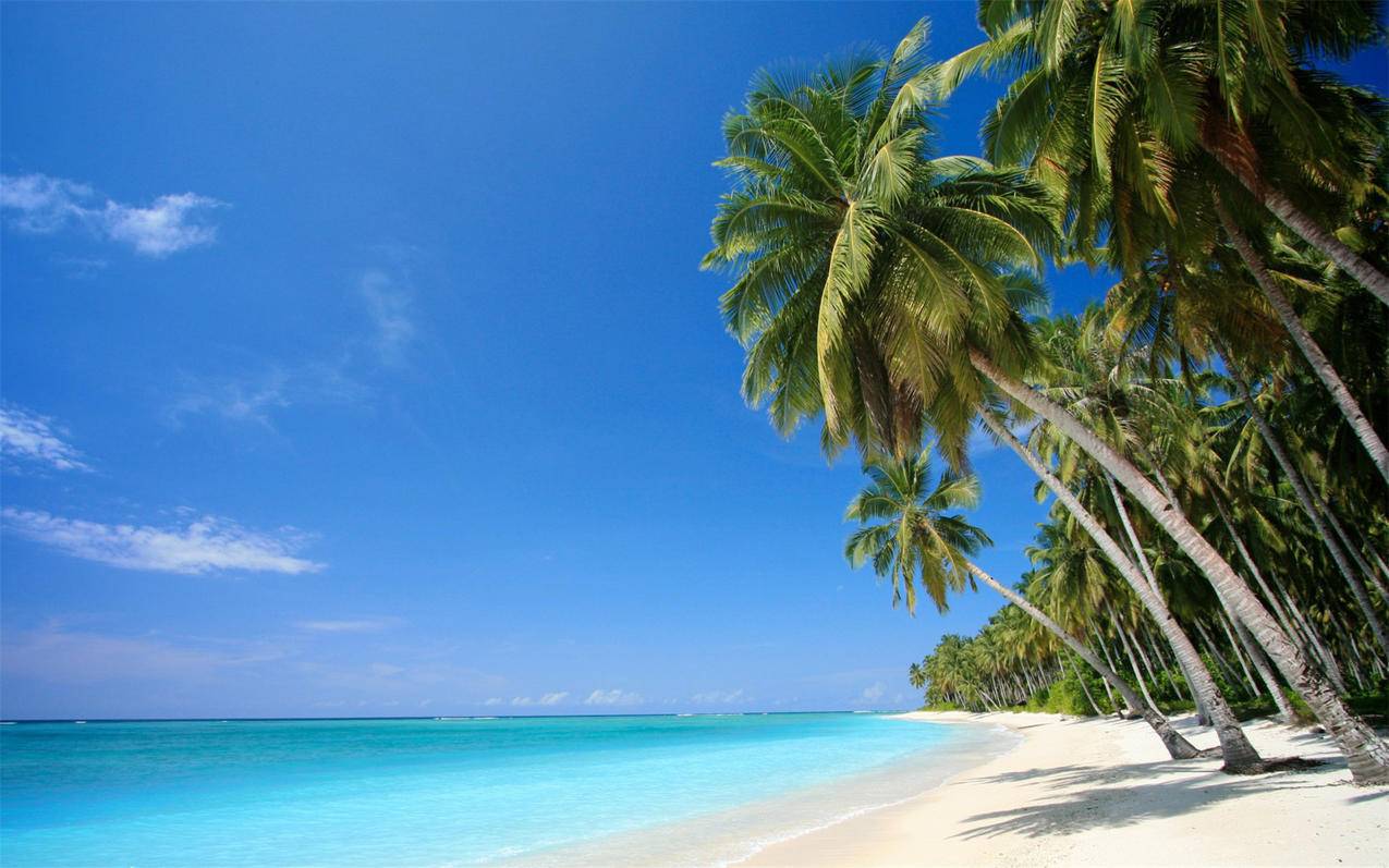 风景海洋天堂棕榈树沙滩大海高清壁纸