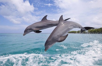 海豚大海风景风光美景旅游自然寂静蓝色高清壁纸