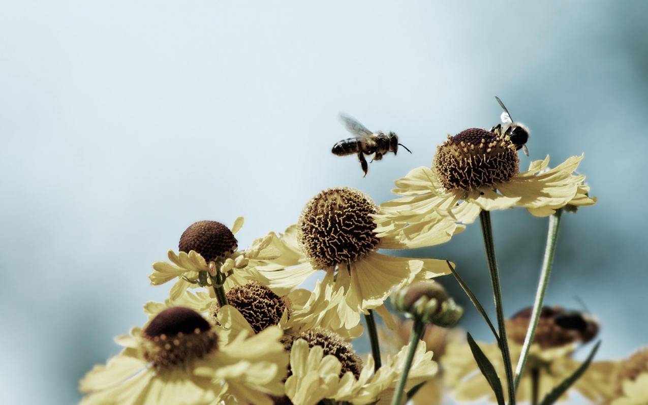 c1四零六植物摄影宽屏微距风光风景昆虫图蜜蜂高清壁纸