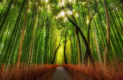 日本京都竹林风景带鱼屏壁纸