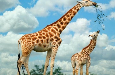 长颈鹿可爱动物高清壁纸