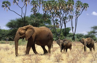 萌宠大象野生动物可爱高清壁纸