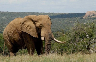 萌宠大象珍惜动物可爱宽屏高清壁纸