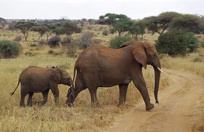 非洲野生动物宽屏大象高清壁纸