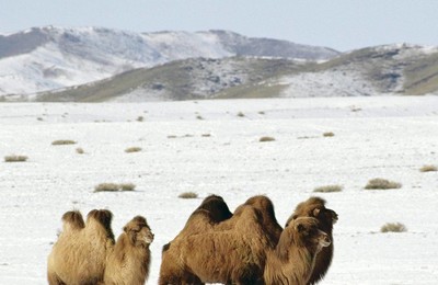 野生动物骆驼高清壁纸
