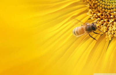 动物野生动物大自然春天蜜蜂采蜜昆虫高清壁纸