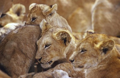 非洲野生动物宽屏狮子高清壁纸
