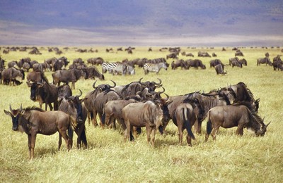 非洲野生动物宽屏高清壁纸