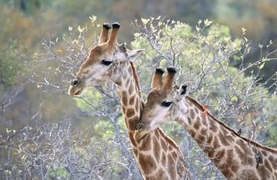 动物野生动物长颈鹿高清壁纸