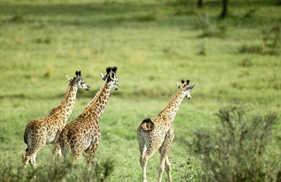 萌宠动物野生动物长颈鹿高清壁纸