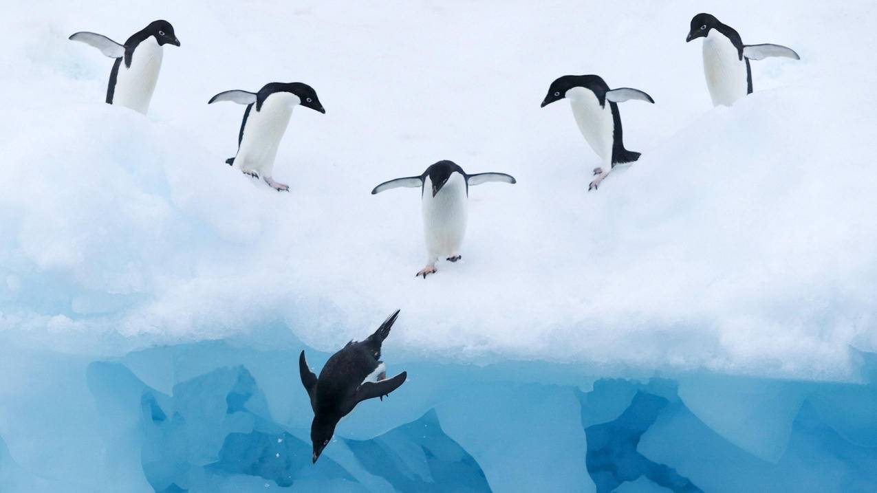 萌宠企鹅极地动物可爱呆萌高清壁纸