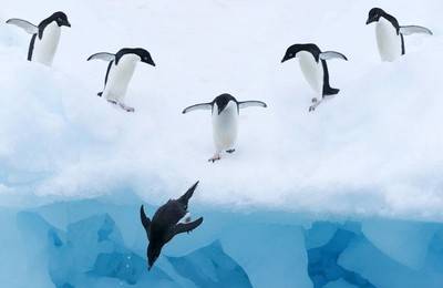萌宠企鹅极地动物可爱呆萌高清壁纸
