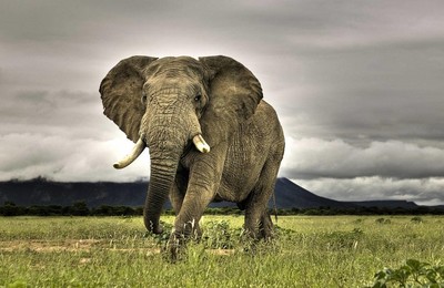 萌宠野生动物大象高清壁纸