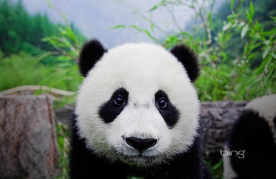 萌宠野生动物大熊猫高清壁纸