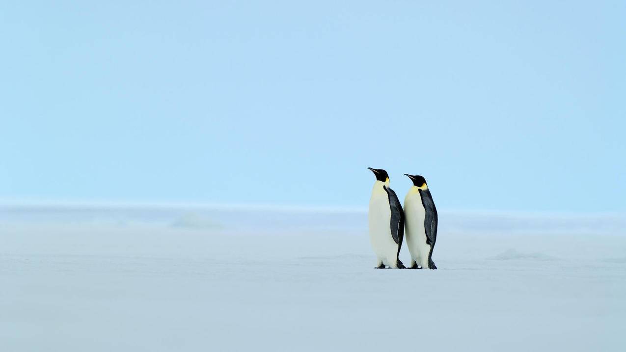 动物野生动物大自然企鹅极地物种高清壁纸