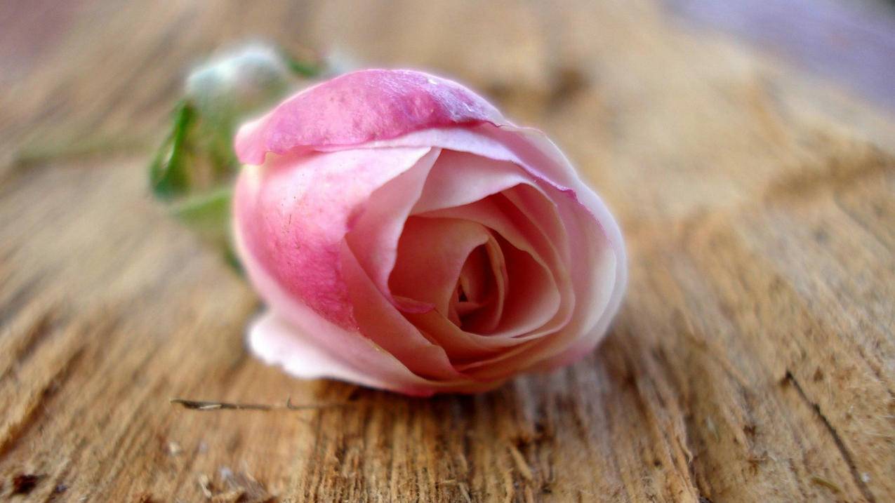 爱情美图唯美温馨玫瑰高清壁纸
