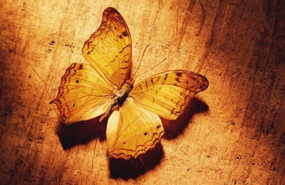 小清新蝴蝶化蝶标本可爱高清壁纸