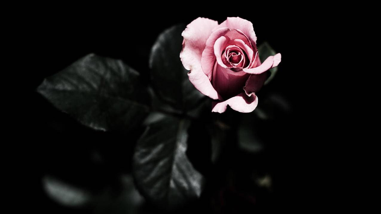 小清新玫瑰花美丽高清壁纸