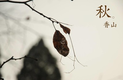 小清新舒缓压力树叶香山的秋天高清壁纸