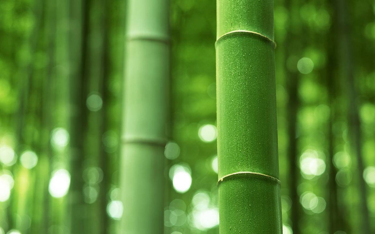 小清新护眼绿色竹子竹林高清壁纸 Tt98图片网