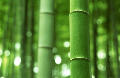 小清新护眼绿色竹子竹林高清壁纸