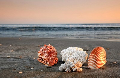 小清新唯美静物写真物语大海海边海螺沙滩贝壳高清壁纸