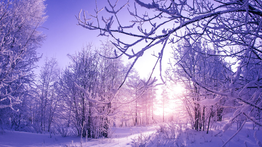 阳光下白雪覆盖的树木高清壁纸图片 1920x1080